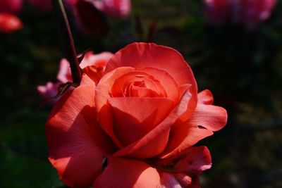 Close-up of rose