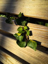 Close-up of fresh green plant