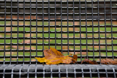 Close-up of autumn leaf in cage