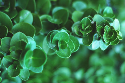 Close-up of fresh green plant