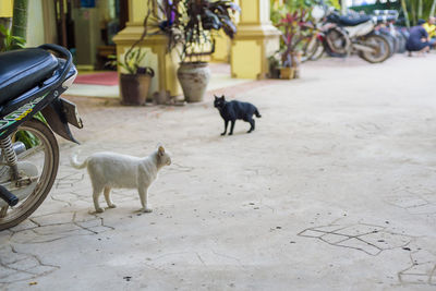 Dog on street