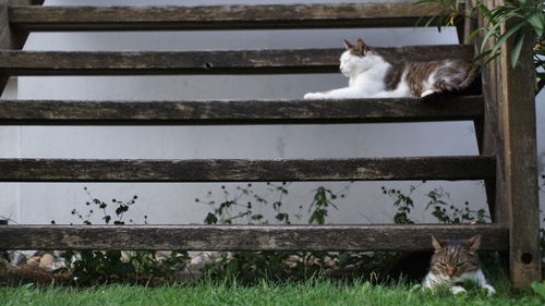 Cat sitting on wood