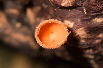 Close-up of mushroom growing on plant