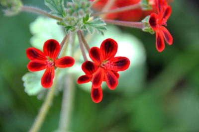 Close-up of red flowering plant