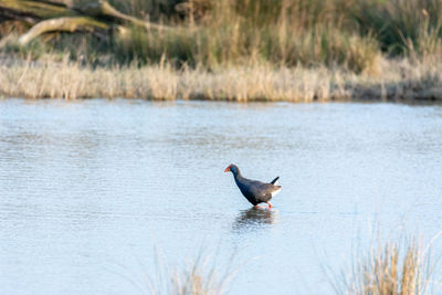 Purple gallinule porphyrio porphyrio wading wetland in search of food in natural park of mallorca 