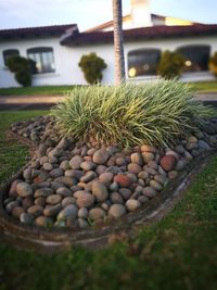 Close-up of cactus growing in yard