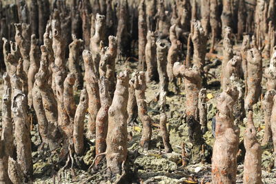 Full frame shot of tree trunk