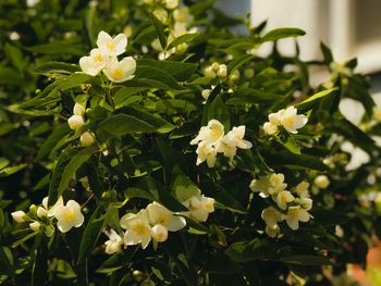 Close-up of white flowering plant