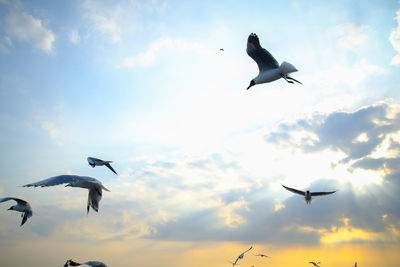 Low angle view of seagulls flying in sky