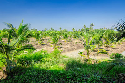 Palm trees on field against clear sky