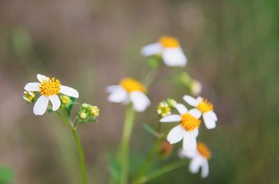 Close-up of white daisy flowers