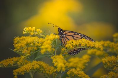 Close-up of butterfly perching on yellow flower