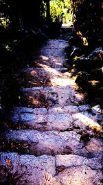 Footpath in forest