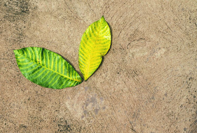 High angle view of leaf on sand