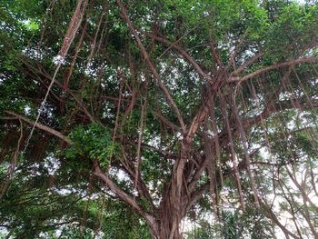 Low angle view of bamboo trees in forest