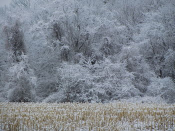 Scenic view of snow covered land