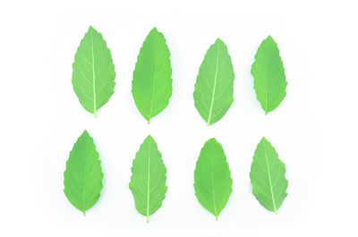 Close-up of leaves against white background