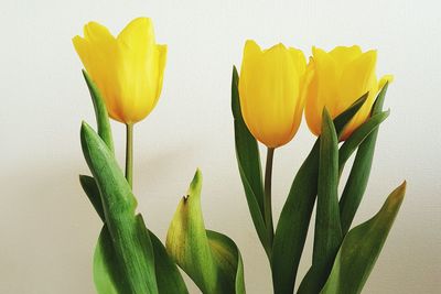 Close-up of yellow tulips blooming in garden