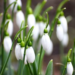 Close-up of white flowering plants