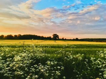 Scenic view of field against sky during sunset