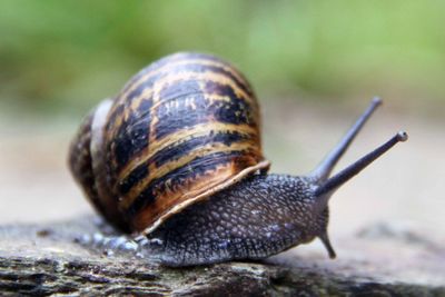 Close-up of snail