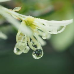 Close-up of flower bud