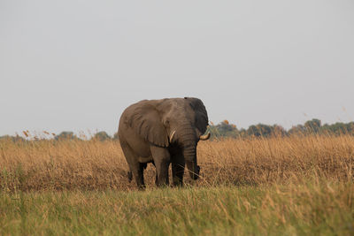 Elephant in a field