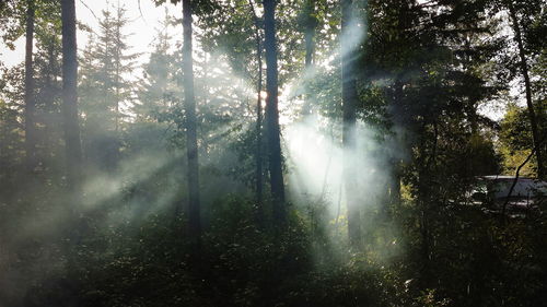 Trees in forest on sunny day