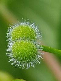 Close-up of flower growing outdoors