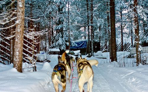 Dog in snow covered forest