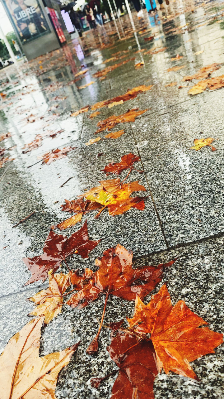 autumn, leaf, plant part, wet, city, rain, street, day, nature, no people, high angle view, orange color, water, road, falling, outdoors, architecture, footpath, tree, dry, close-up, rainy season, transportation, art, reflection, leaves, puddle, maple leaf, drop, built structure