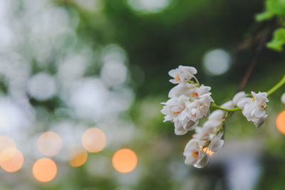 Close-up of white cherry blossom tree