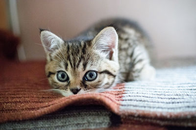 Close-up portrait of kitten at home