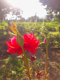plant