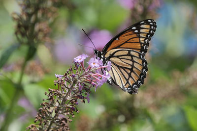 Close-up of butterfly pollinating on purple flower