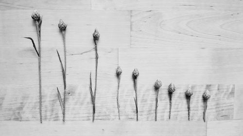 High angle view of plants on table