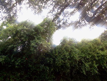 Low angle view of trees in forest