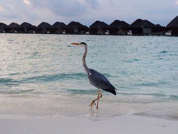 Bird on shore at beach