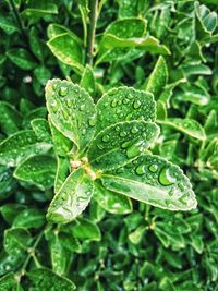 Close-up of wet plant leaves during rainy season