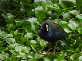 Close-up of bird perching on plant