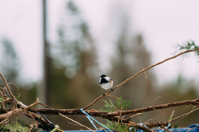 Close-up of bird perching on tree
