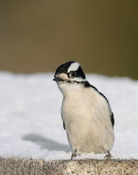 Close-up of bird perching on a land