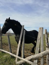 Horse standing on field against sky