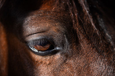 Close-up of horse