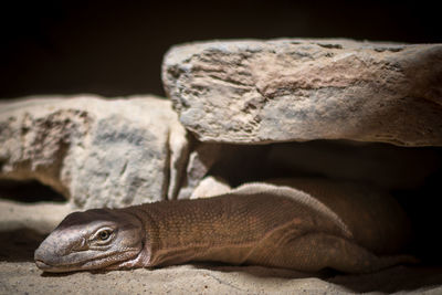 Close-up of lizard on rock