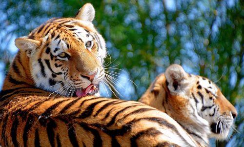 View of a tiger