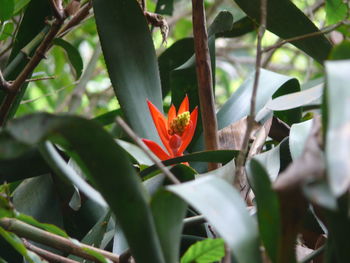 Close-up of orange flowers blooming outdoors