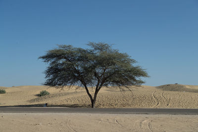 Trees on desert against clear blue sky