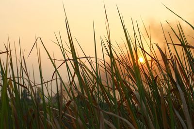 Close-up of stalks in field against sky during sunset