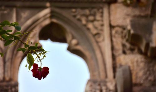 Close-up of flowers against built structure